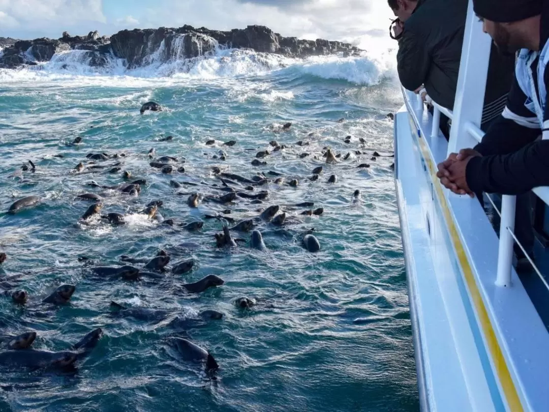 Phillip Island Seal Watching Cruise 