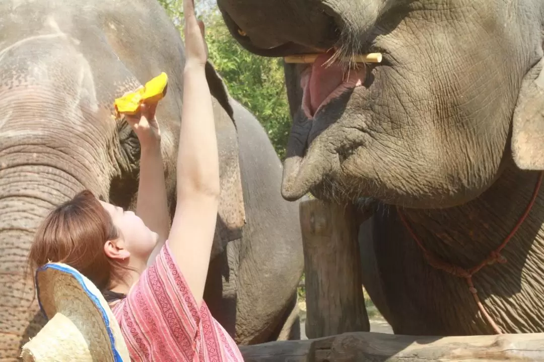 Maerim Elephant Home Chiang Mai