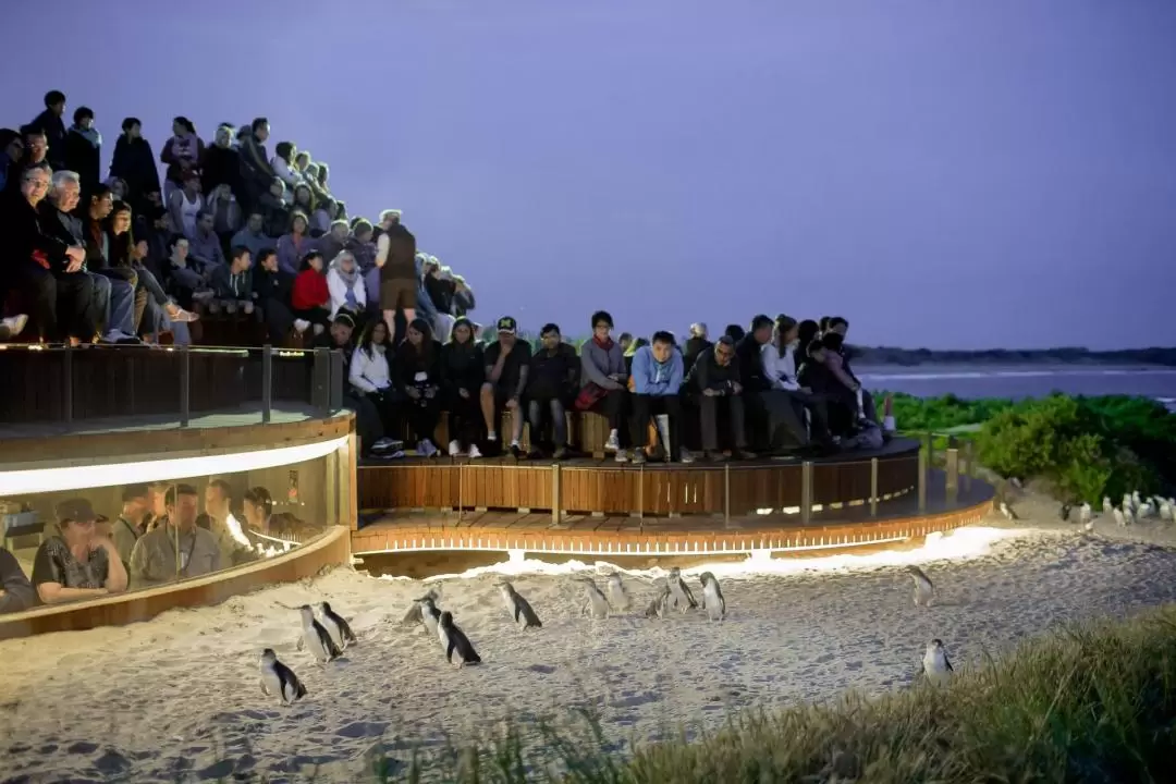 フィリップ島ペンギンエクスプレス 日帰りツアー（メルボルン発）