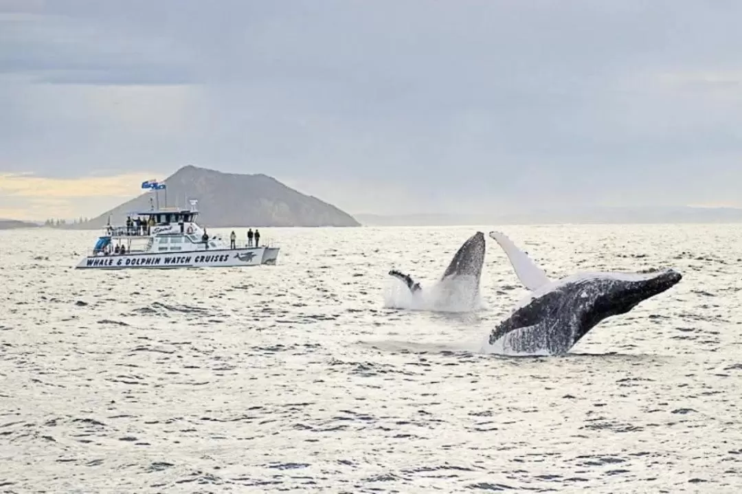 Port Stephens Whale Watching Cruise