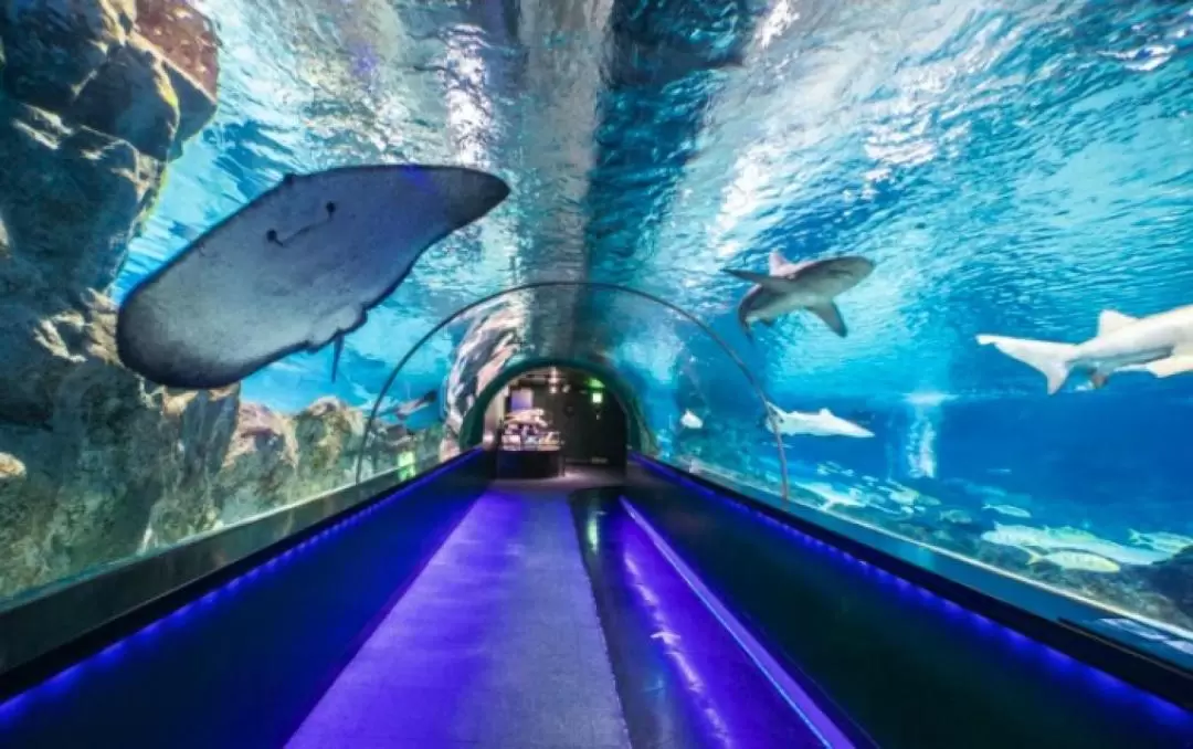 首爾COEX水族館門票