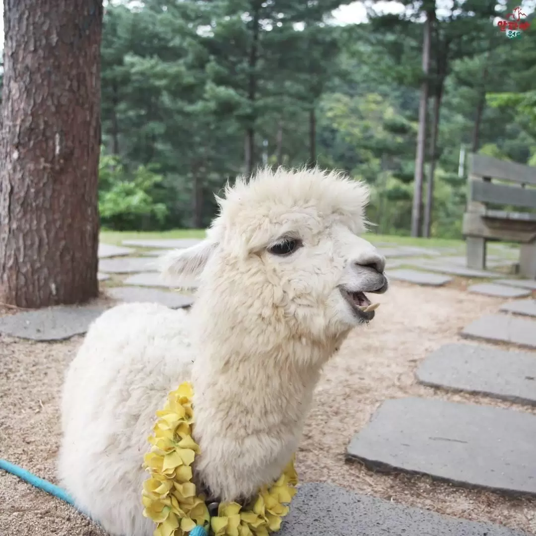 Customized Alpaca World & Nami Island & Gangchon Rail Bike Day Tour