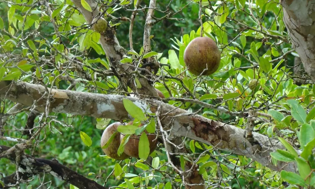 [Klook Exclusive] Private BioGeo Trail Mangrove Cruise 