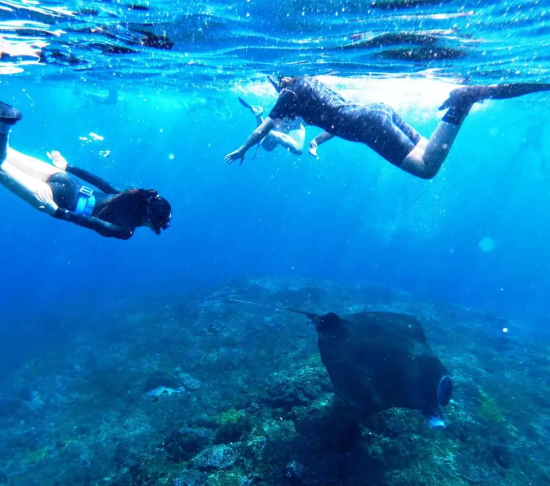 ペニダ島 マンタポイント シュノーケリング体験（バリ / PADI 5スターダイブセンター）