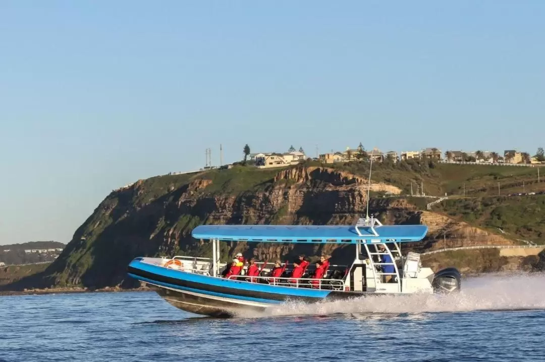 Newcastle Whale Watching Cruise