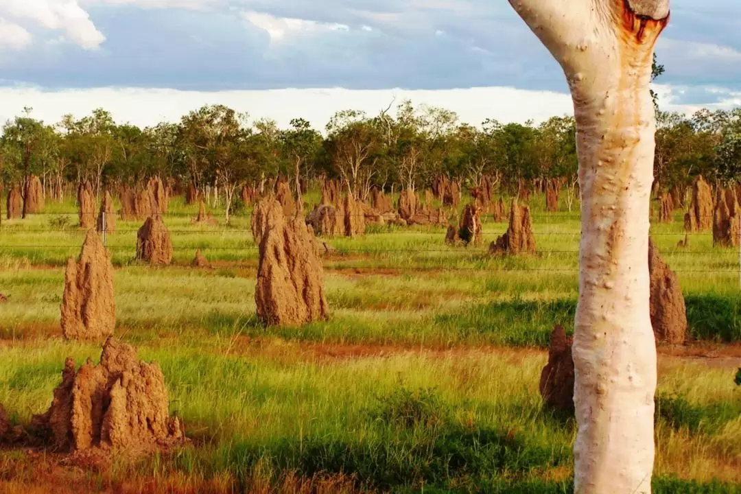 Outback Tasting Adventures from Cairns and Port Douglas