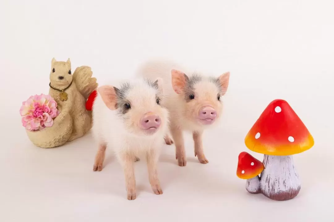 Micro Pig Cafe Experience in Osaka