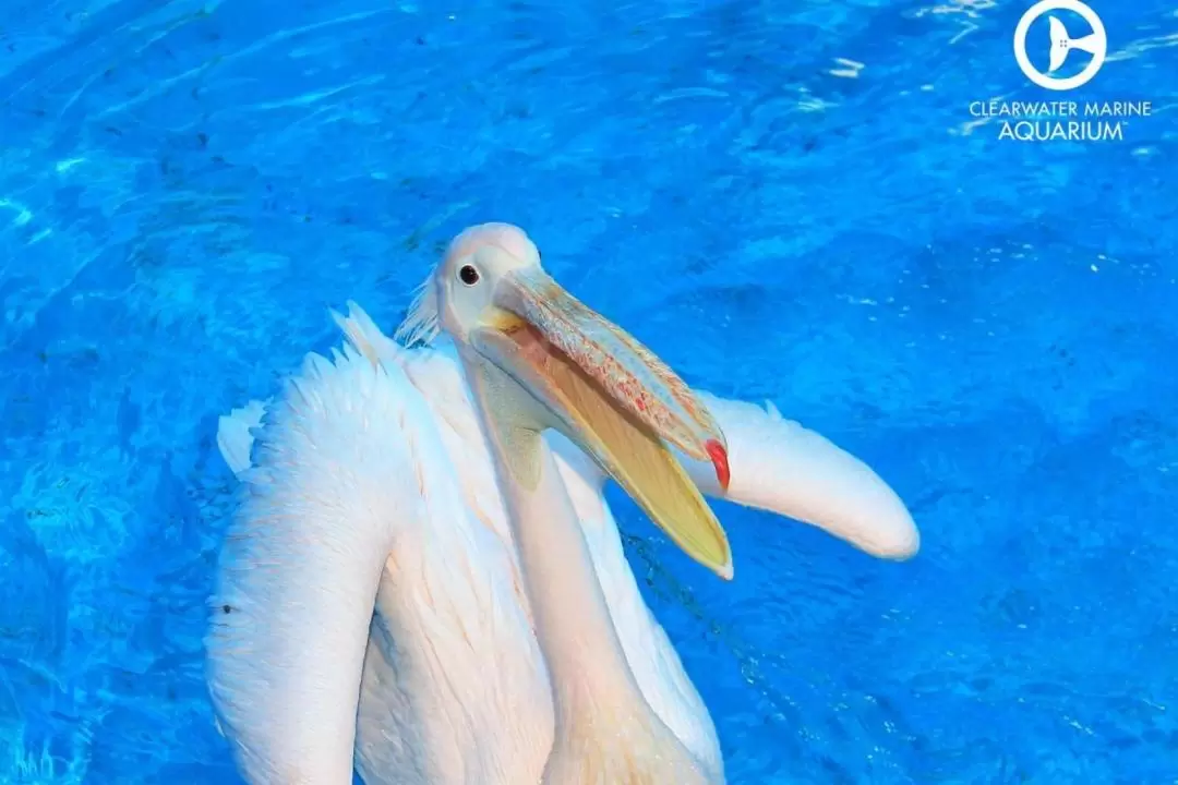 坦帕清水海洋水族館門票