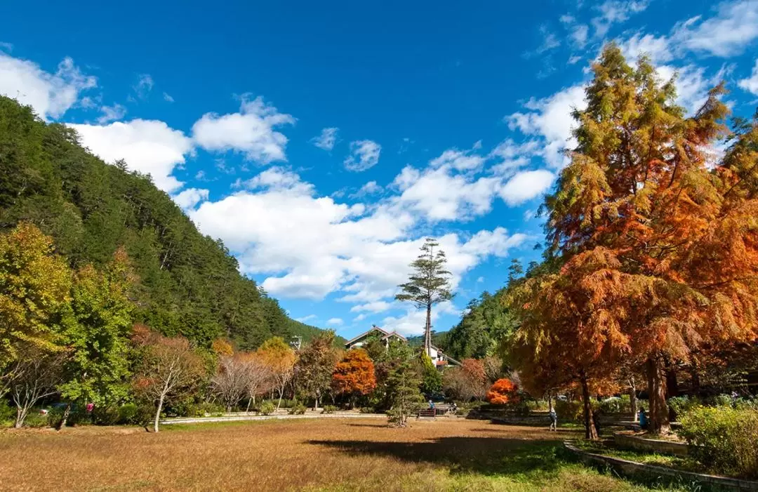 東勢林場・安妮公主花園 日帰りツアー（台中）