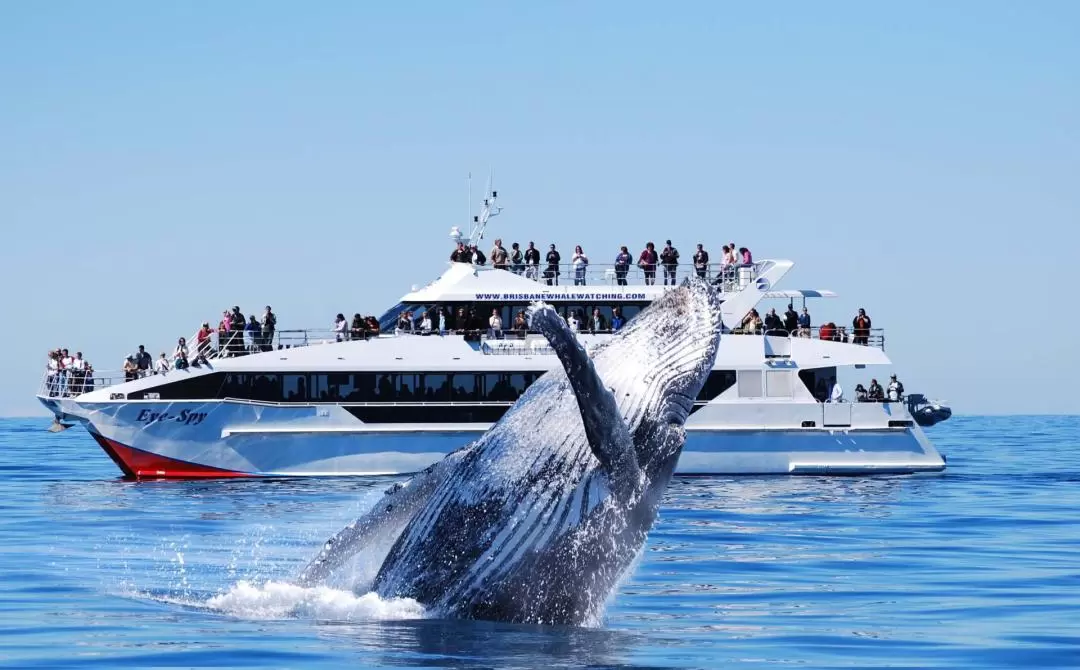 Whale Watching Adventure in Brisbane