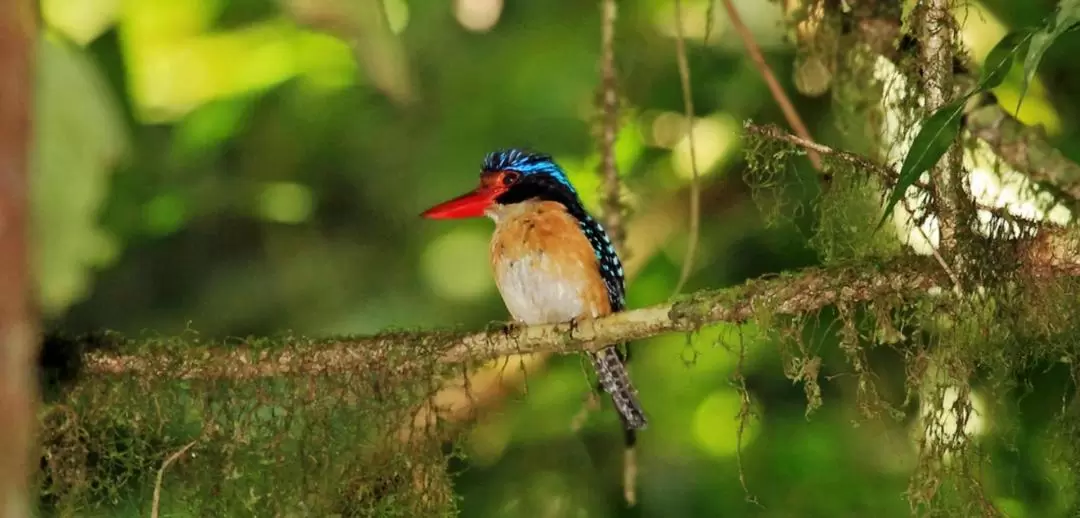 Kinabalu National Park Guided Bird Watching Experience