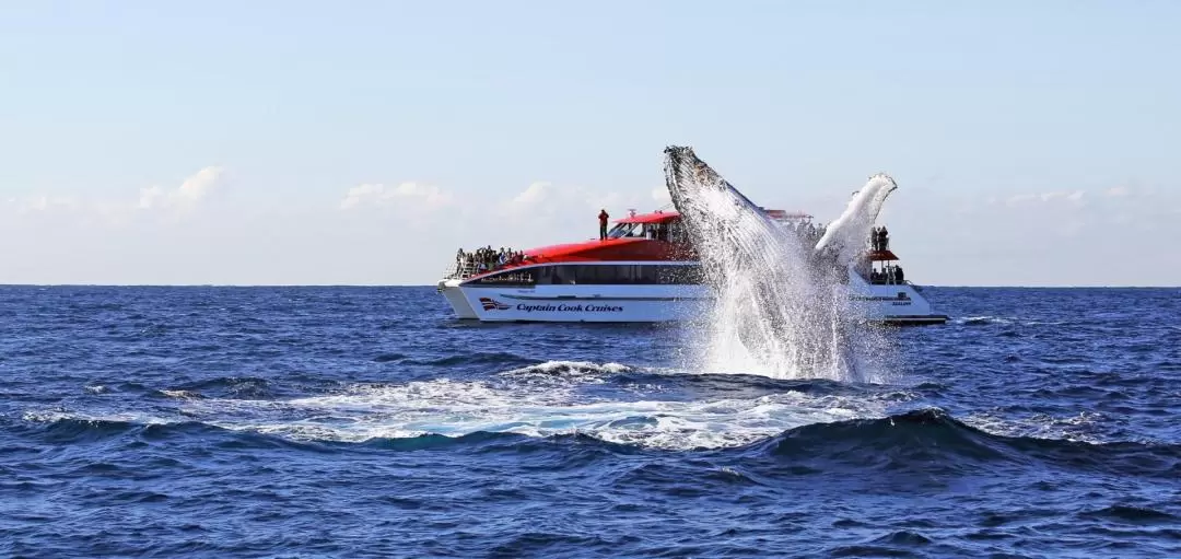 Sydney Whale Watching Cruise by Captain Cook