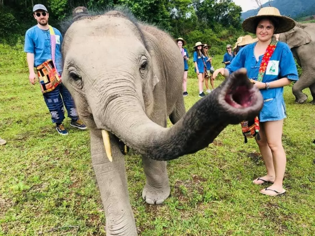 Inthanon Heaven Trail Hike and Elephant Sanctuary in Chiang Mai 