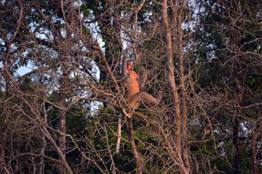 砂拉越山都望濕地野生動物遊輪＋螢火蟲觀賞之旅