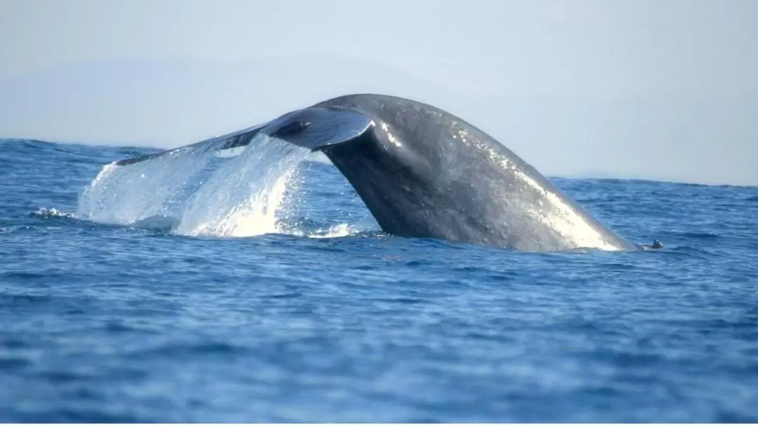 미리사 고래 & 돌고래 와칭 체험