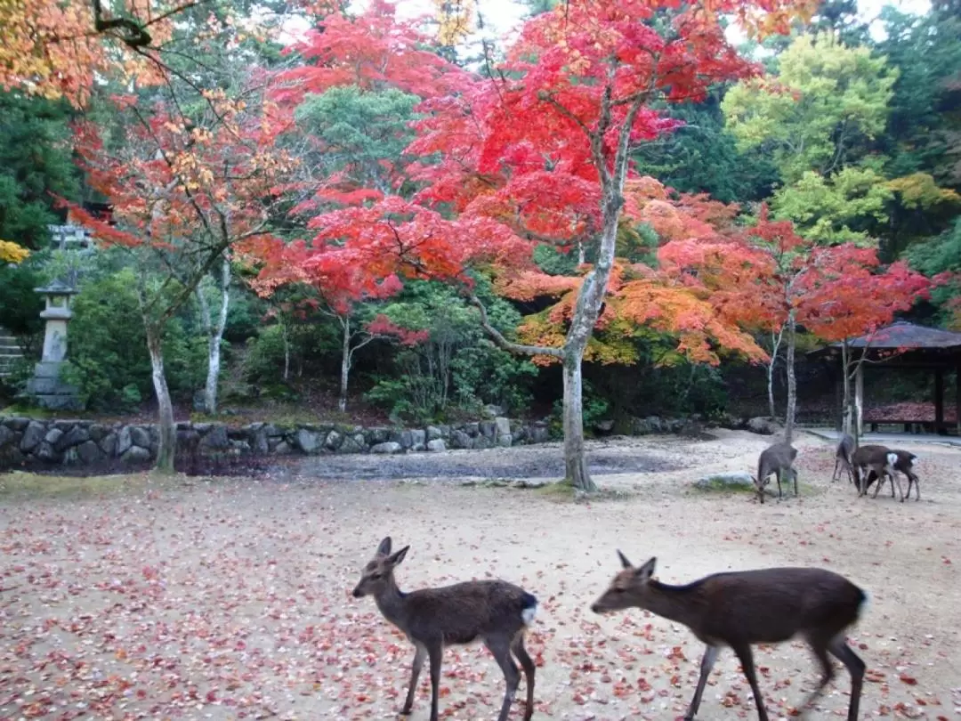 Hiroshima Miyajima One Day Private Tour from Osaka