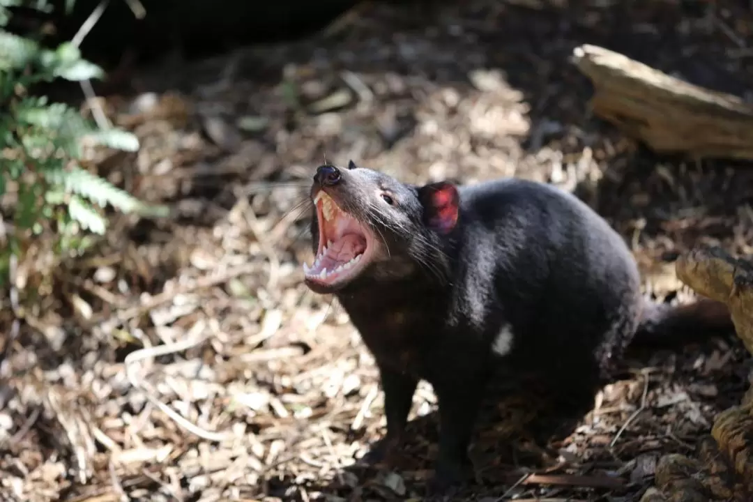 Healesville Sanctuary VIP Tour including General Admission