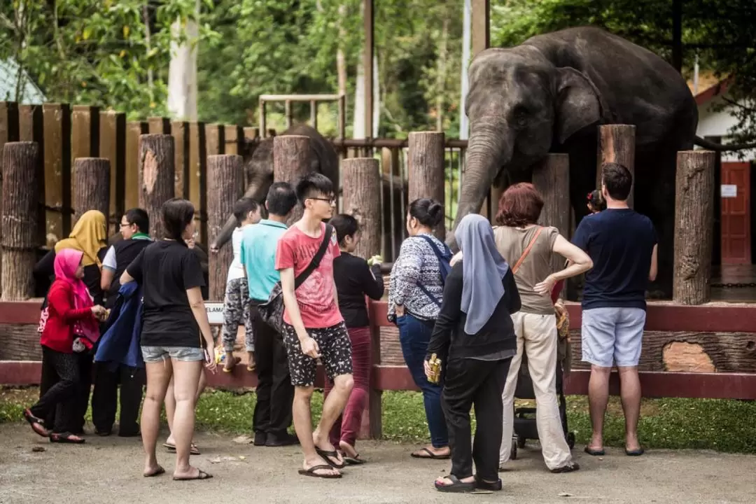 Kuala Gandah Elephant Sanctuary Tour from Kuala Lumpur with Fireflies Night Cruise & Seafood Dinner