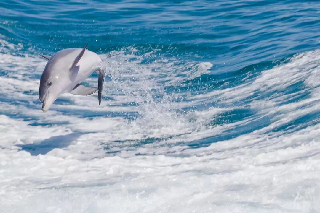 Swim with Wild Dolphins Experience in Rockingham