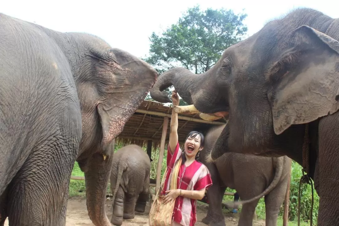 Chiang Mai Kerchor Elephant Eco Park Tour