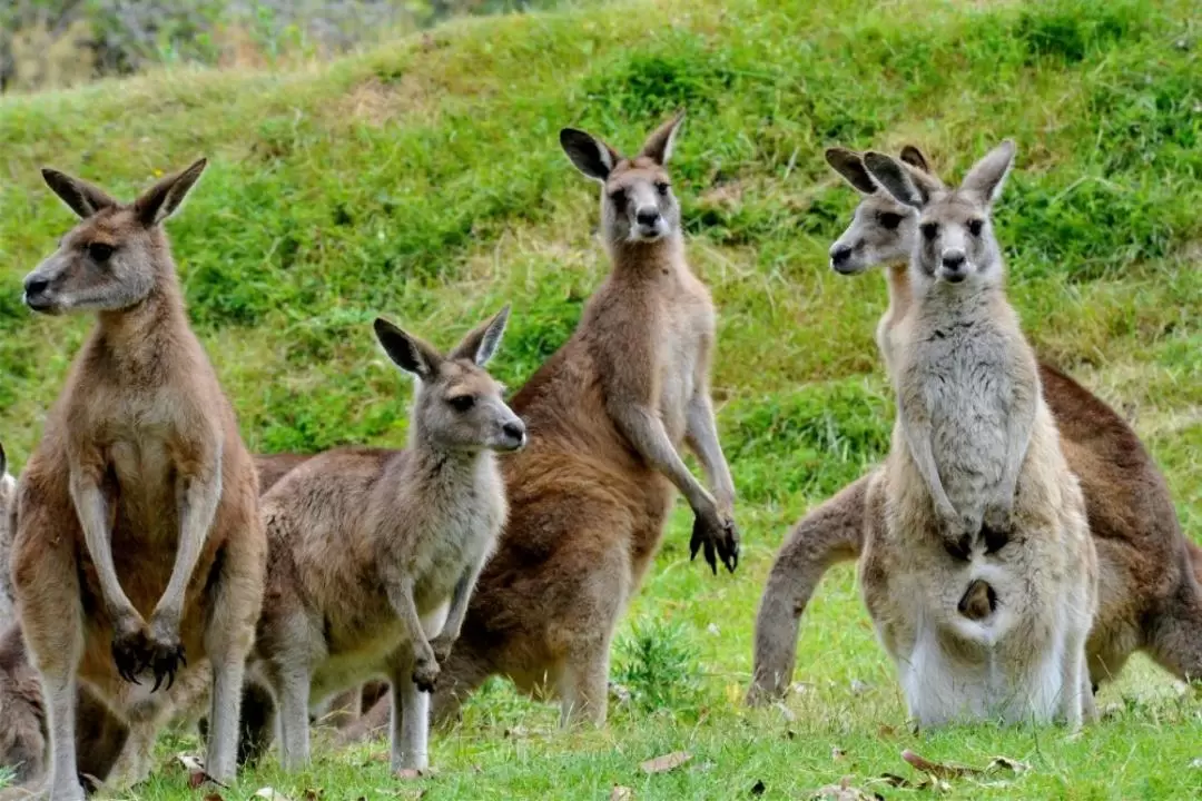 Great Ocean Road Private Car Day Tour from Melbourne