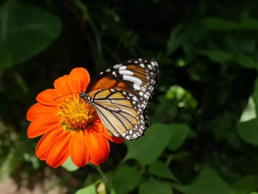 Entopia by Penang Butterfly Farm Ticket