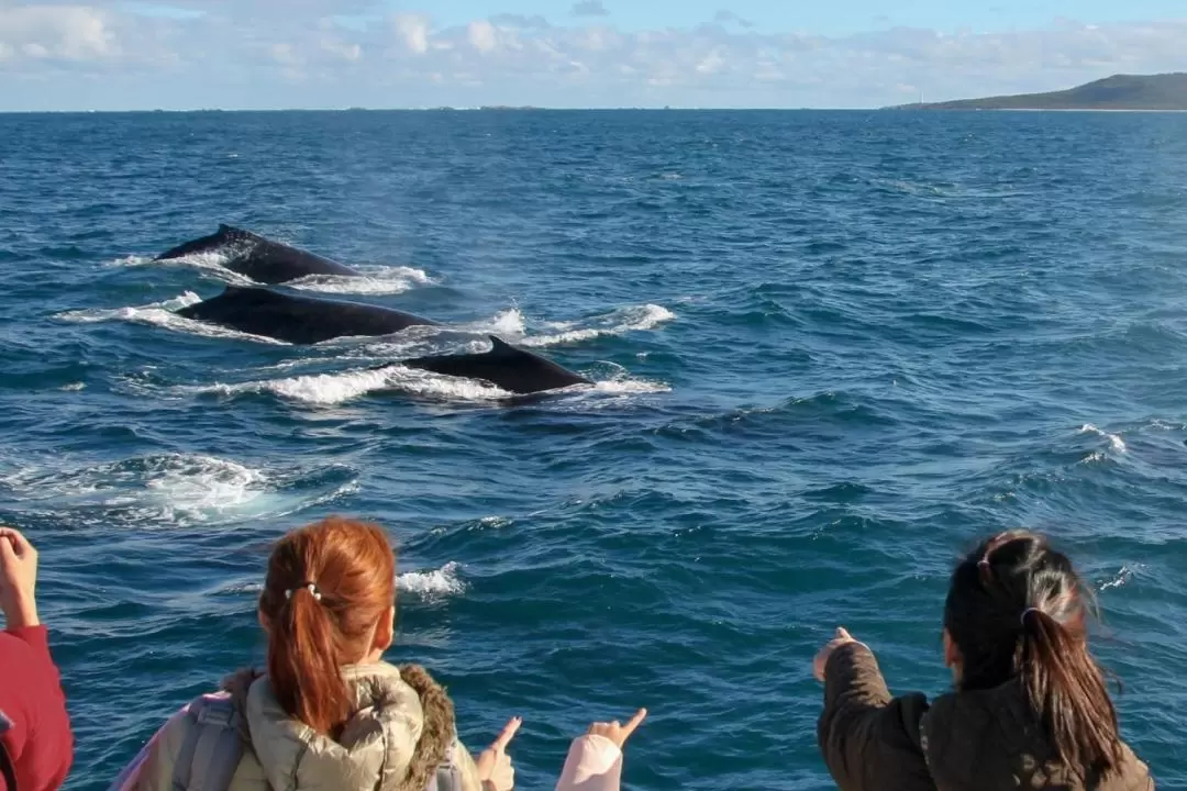 Whale Watching Experience in Dunsborough 