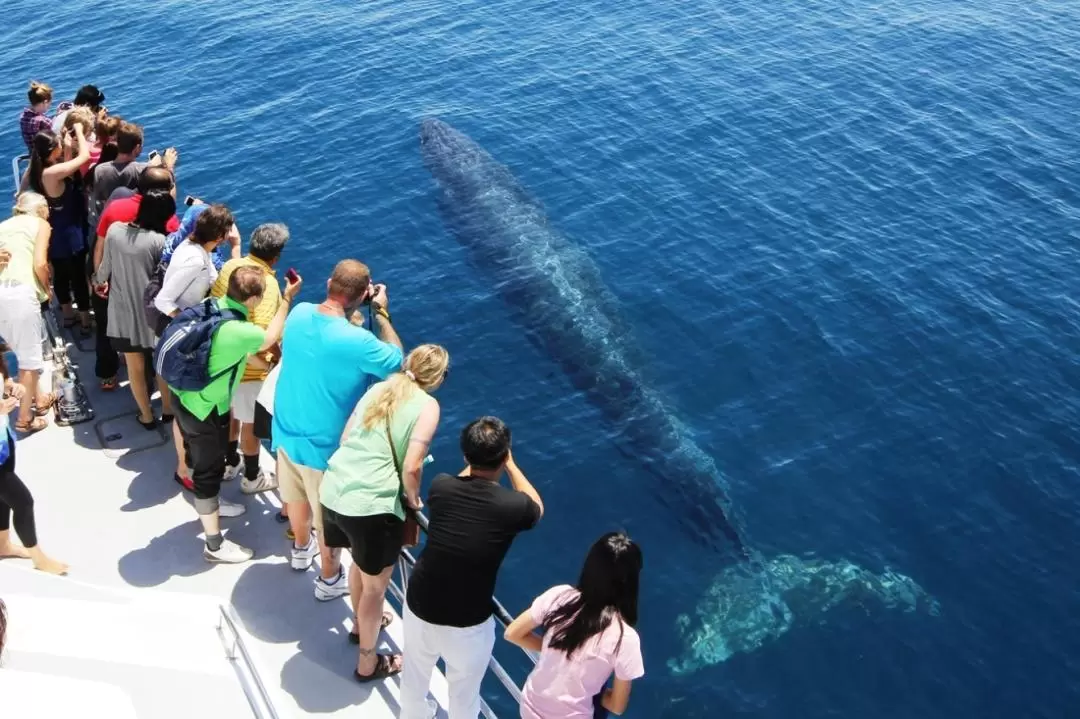 Auckland Whale and Dolphin Watching Cruise