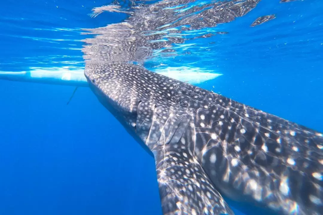 Oslob Whale Shark Encounter & Badian Canyoneering Adventure from Dumaguete