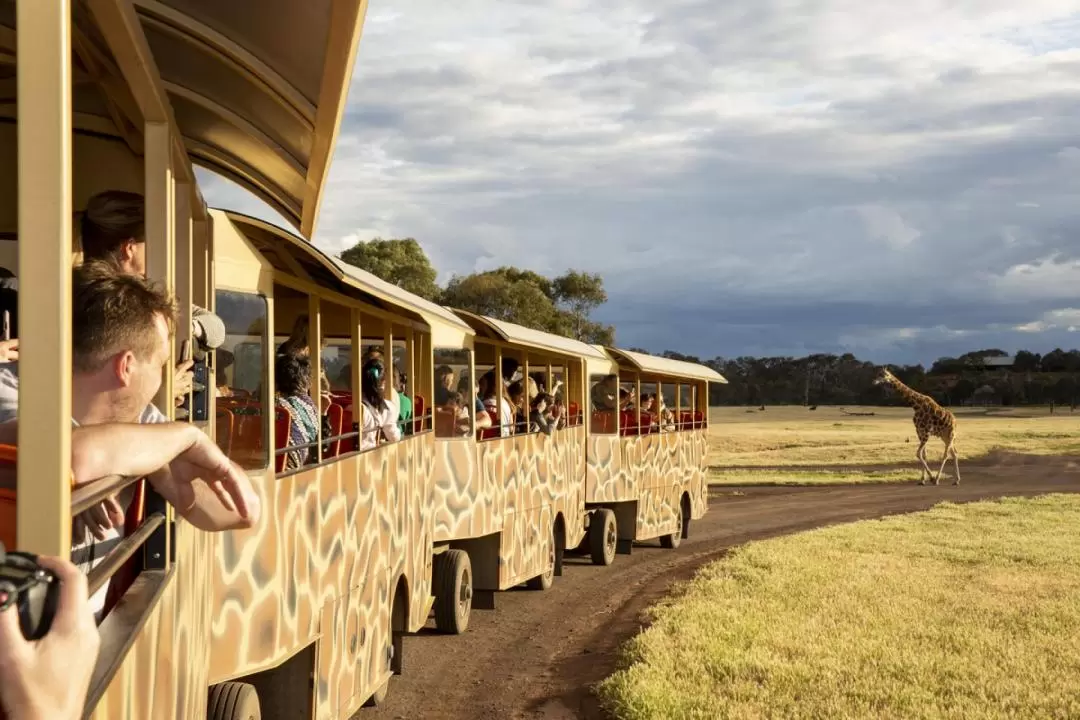 Werribee Zoo Race Around The Zoo Team Building Experience