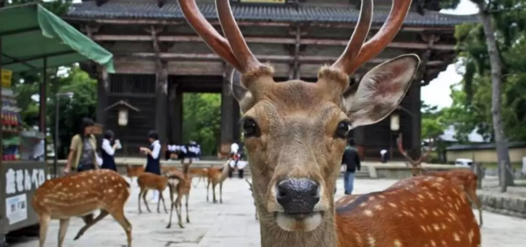 The 7 Great Temples of Ancient Nara Day Tour