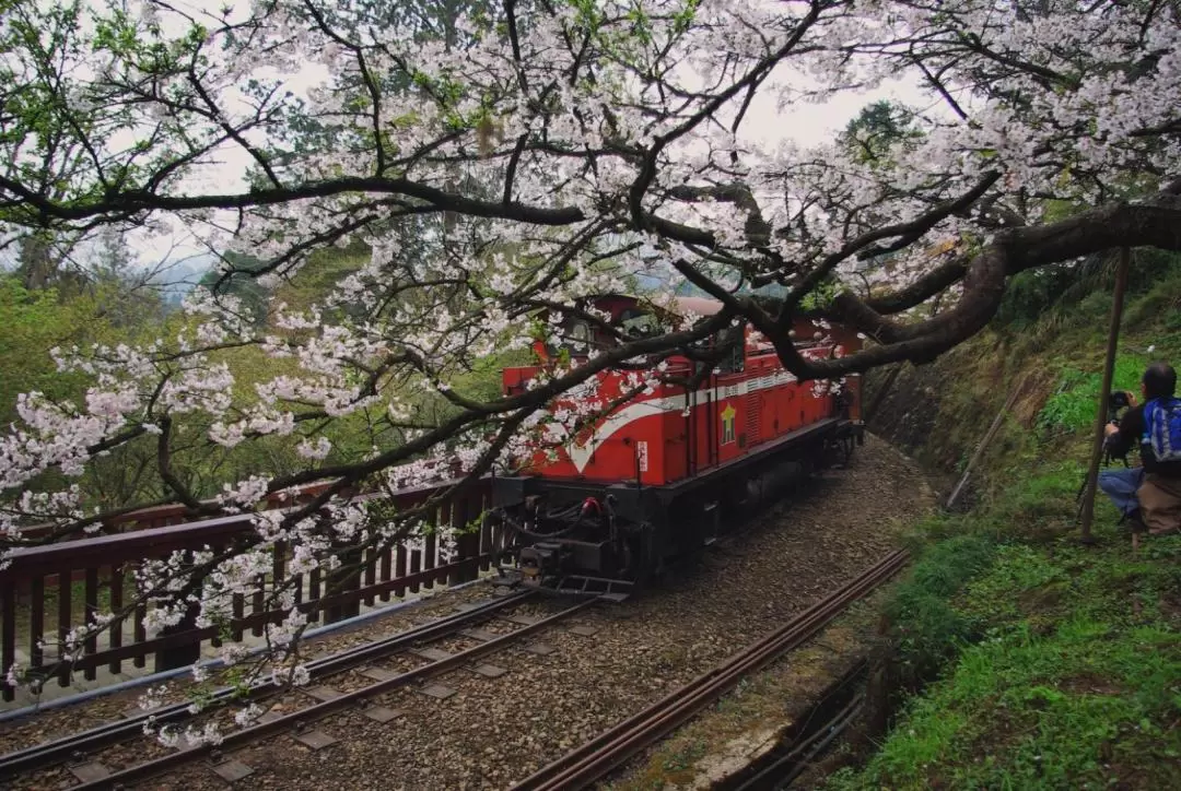 阿里山 日帰り・複数日ツアー（嘉義発）