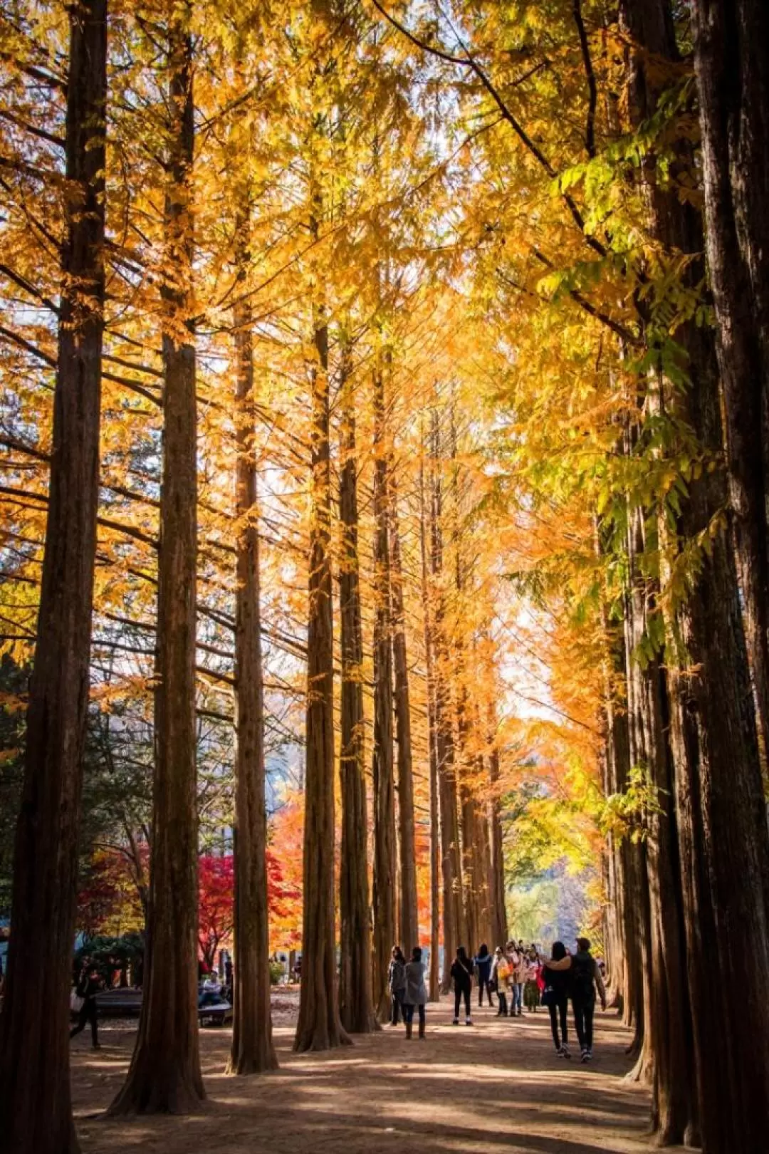 Nami Island & Gangchon Railbike & Morning calm 