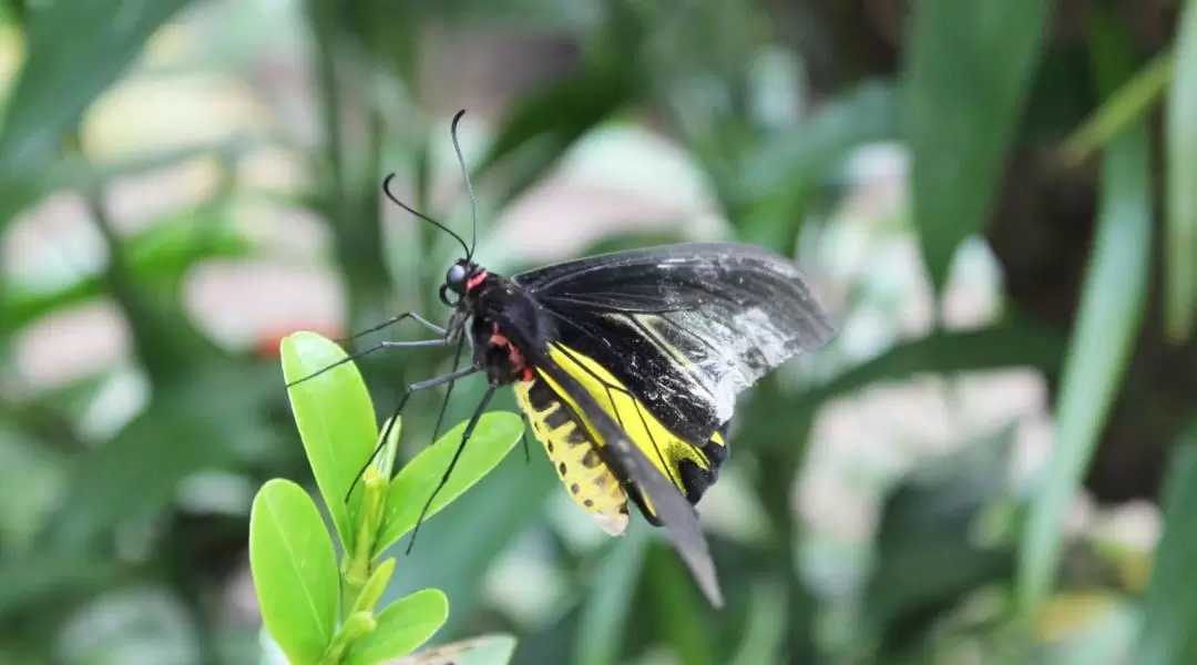 Banteay Srei Landmine Museum and Butterfly Garden Day Trip from Siem Reap