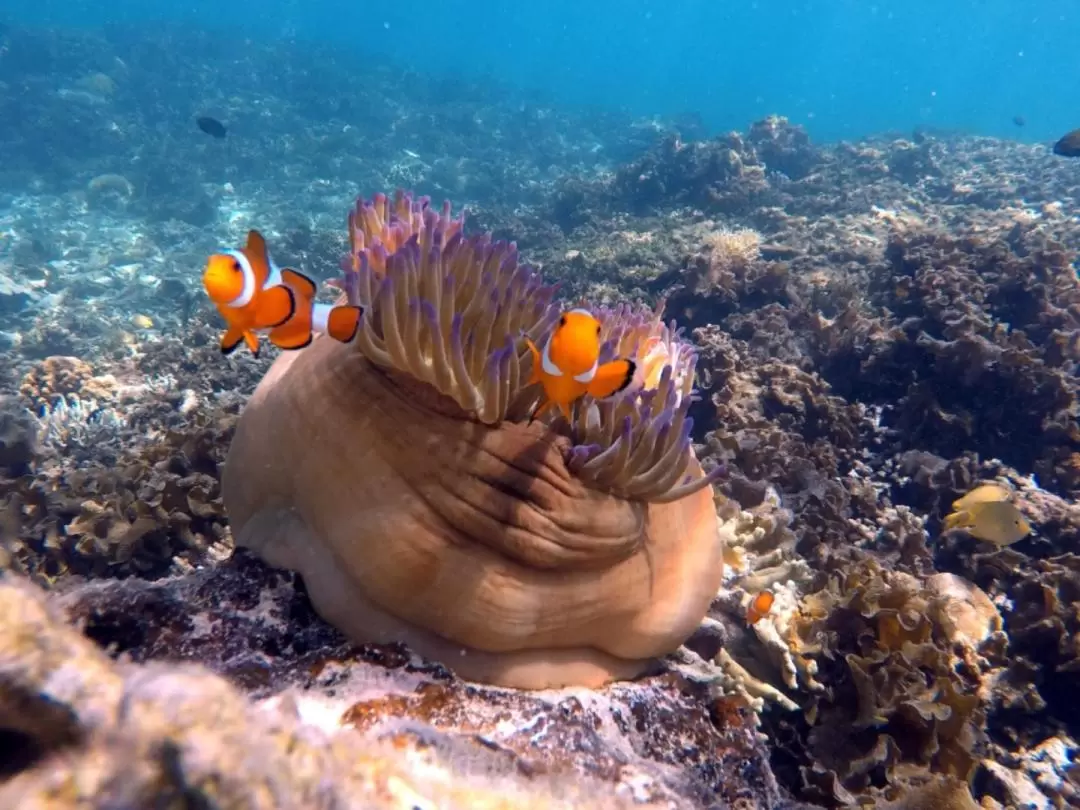 Mengalum Island Snorkeling Day Tour in Kota Kinabalu