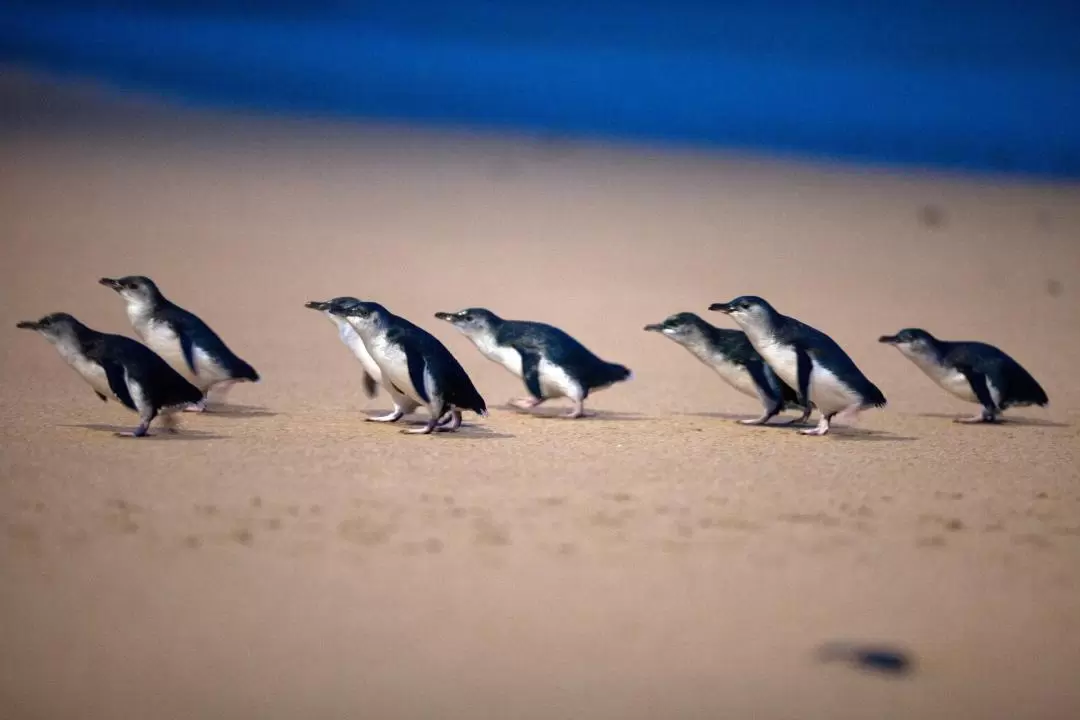 Phillip Island Penguin Parade Ticket