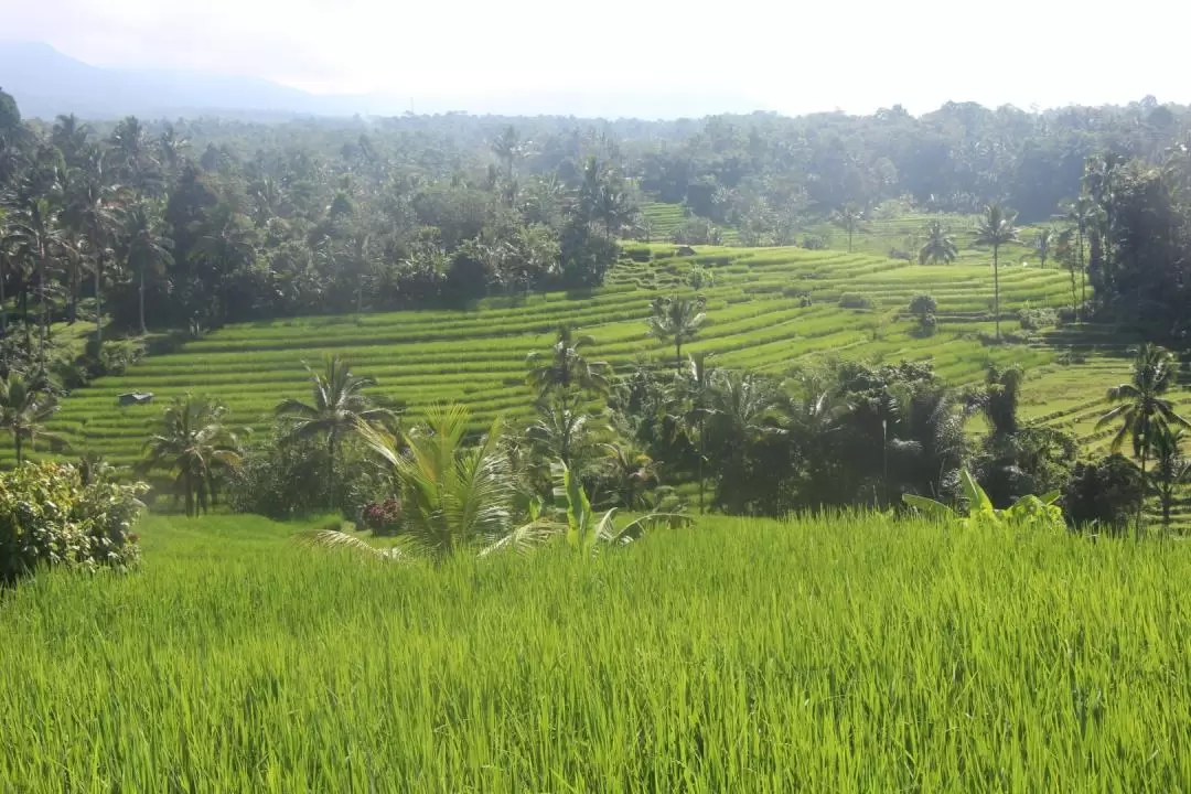 Bali Countryside VW (Volkswagen) Safari Tour