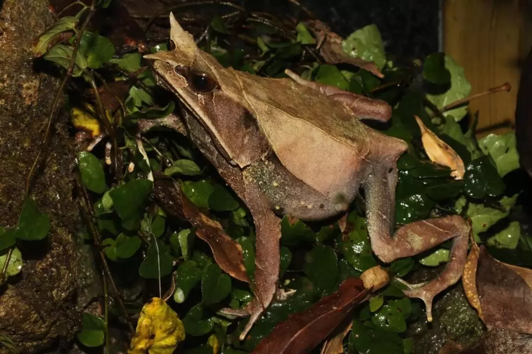 Interactive Frog Museum KawaZoo