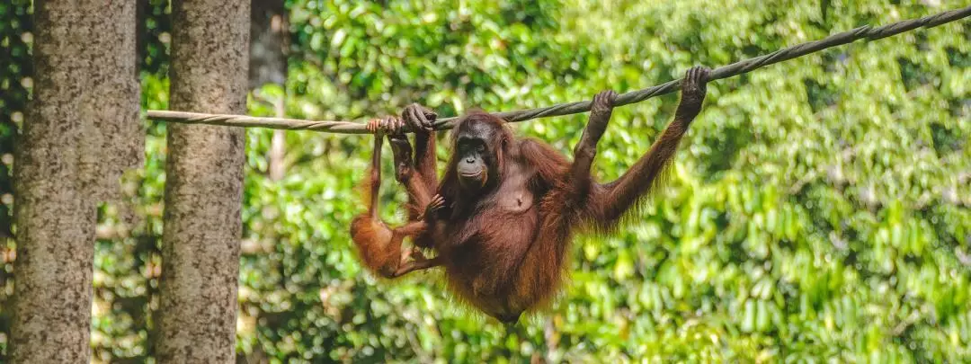 Sepilok Orangutan Centre Half Day Tour