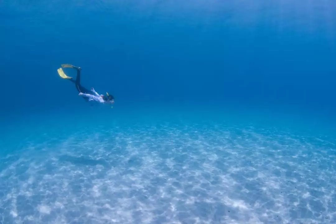 海龜浮潛體驗（屋久島）