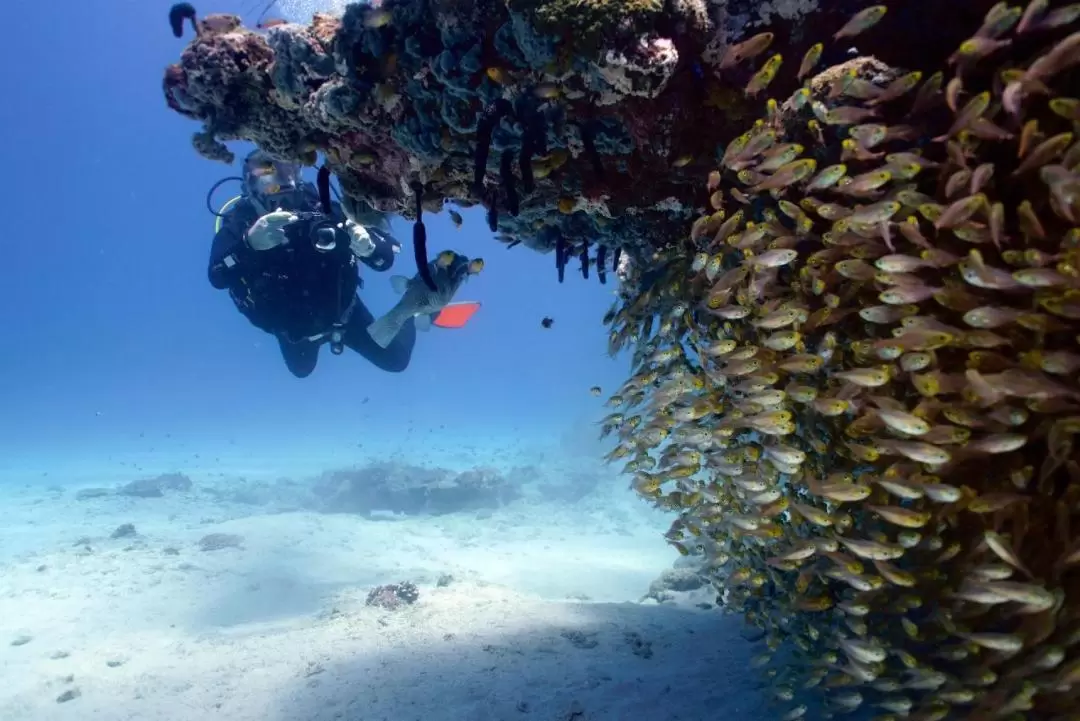 Ningaloo Reef Double Scuba Diving Experience from Exmouth