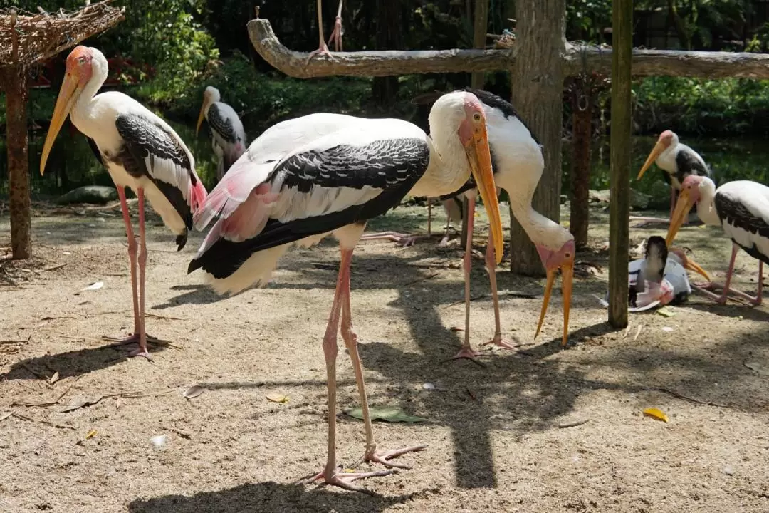 檳城飛禽公園門票