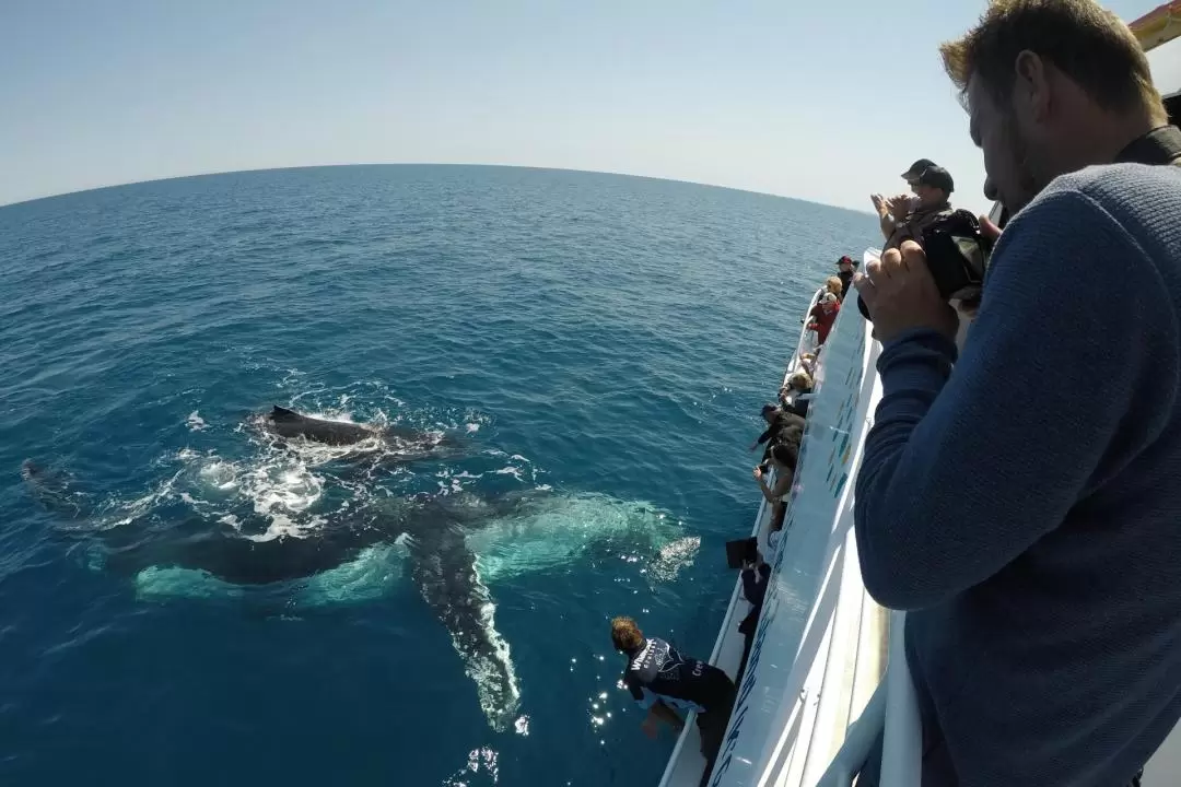 赫維灣 Whalesong Cruises 賞鯨體驗