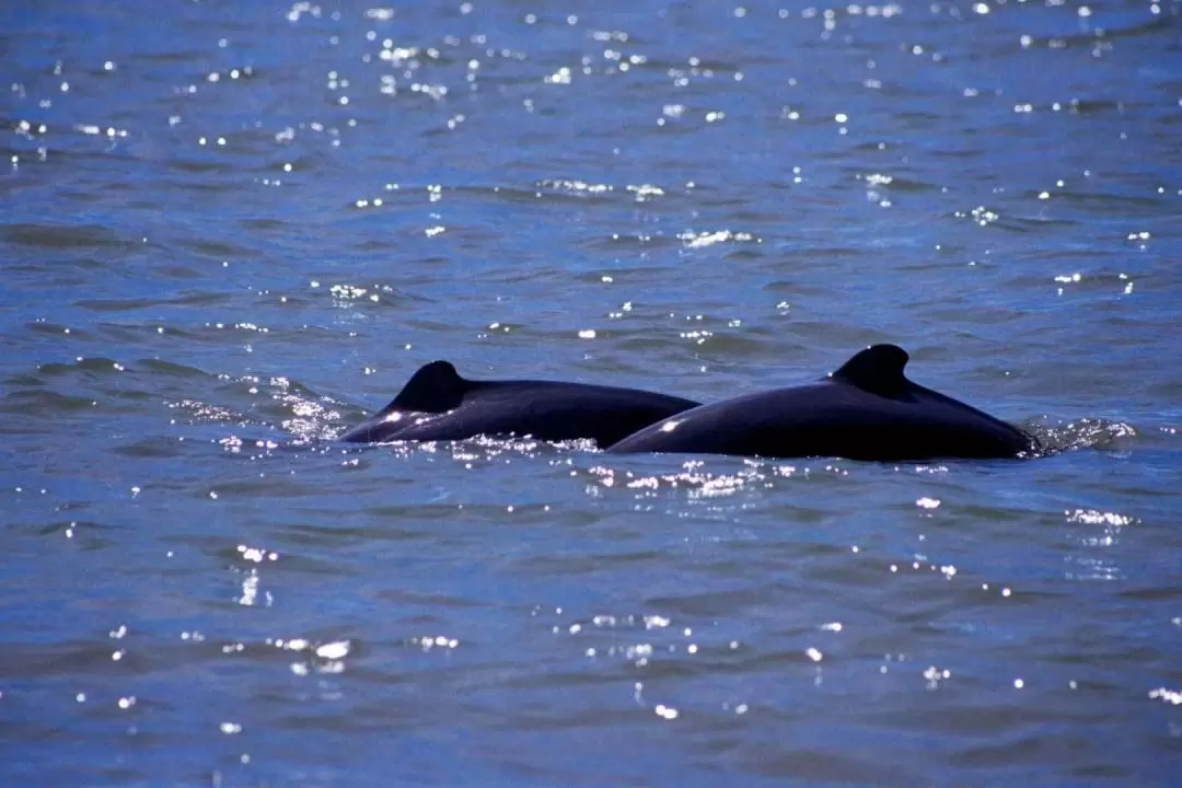 サントゥボン 湿地の野生動物ウォッチングクルーズ（サラワク / ホタル観賞付き）