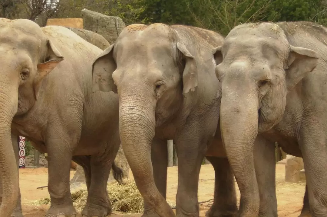 マドリード動物園・水族館 入館チケット