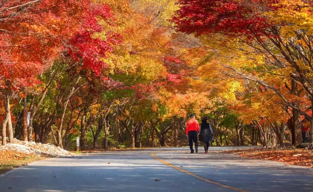 Naejangsan National Park Autumn Maple Day Tour from Busan