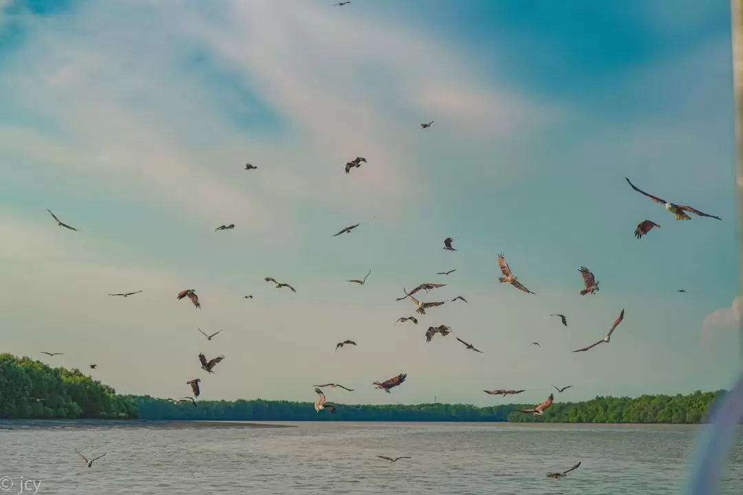 Eagle Feeding Experience in Kuala Selangor