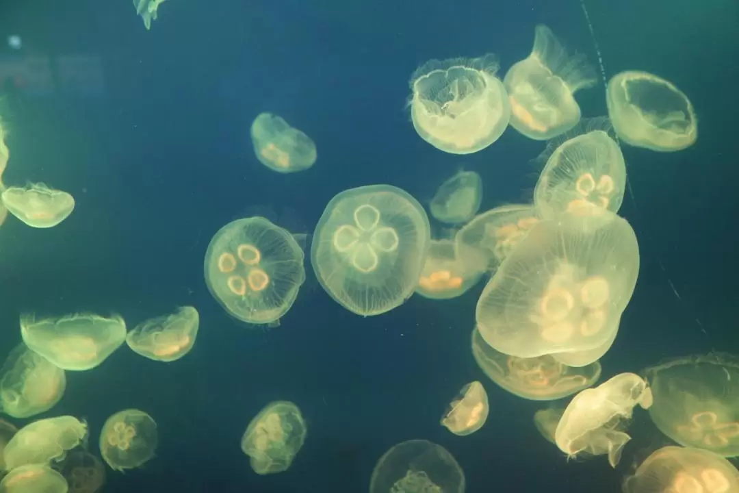 首尔COEX水族馆门票