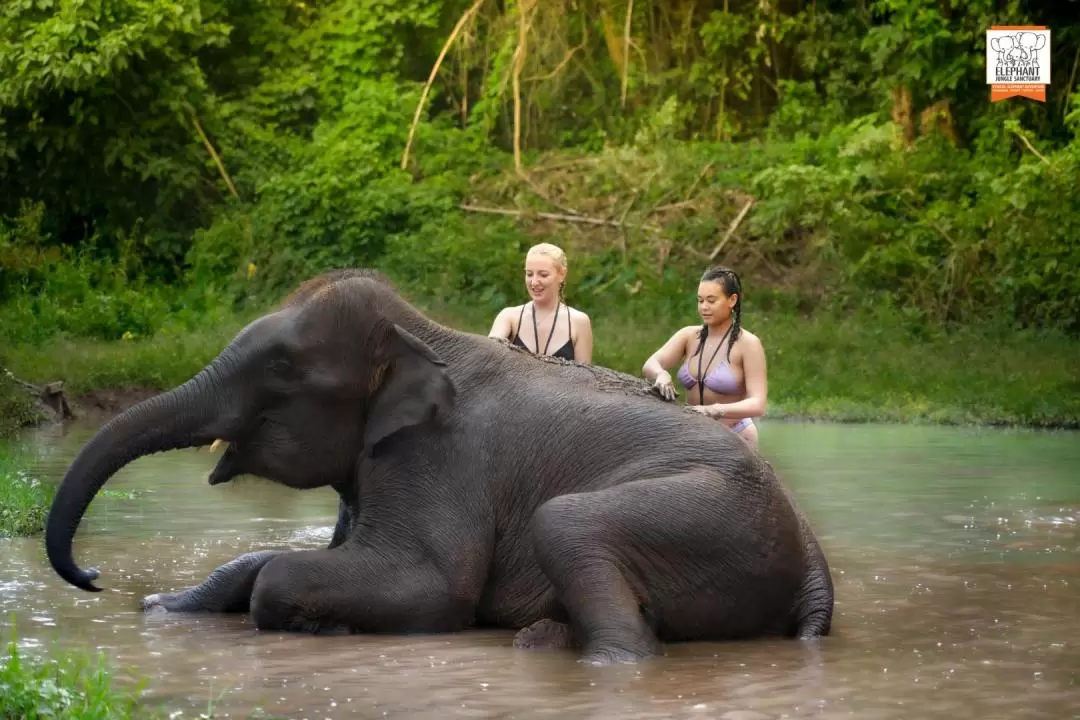 Elephant Jungle Sanctuary Chiang Mai Experience