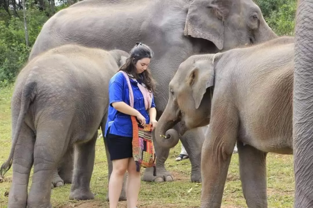 Inthanon Heaven Trail Hike and Elephant Sanctuary in Chiang Mai 